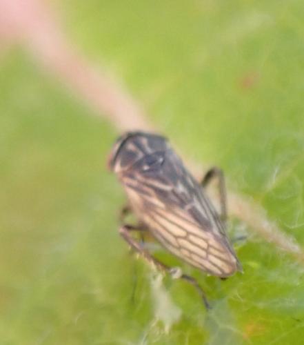 Réf. 315 108 : Agalliinae inconnu